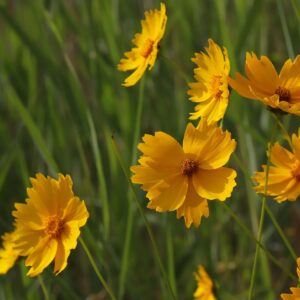 lifestyle-satyawan-satam-janavali