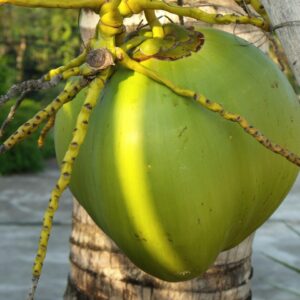 narali-paurnima-2025